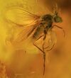 Detailed Fossil Fly (Diptera) In Baltic Amber #58088-1